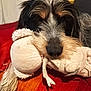 dog, plush_toy, nose, fur, couch, pillow, red_blanket, close_up, pet, indoor, resting, snout, whiskers, toy, muzzle, sleepy, domestic_animal, furniture, black_and_brown_fur, stuffed_animal