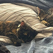 Megatron joined the competition — help win amazing prizes! cat, sleeping, blanket, bed, cozy, fur, rest, animal, domestic, pet, indoor, comfort, relaxation, tabby, collar, soft, cute, mammal, two_animals, nap