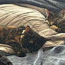 cat, sleeping, blanket, bed, cozy, fur, rest, animal, domestic, pet, indoor, comfort, relaxation, tabby, collar, soft, cute, mammal, two_animals, nap