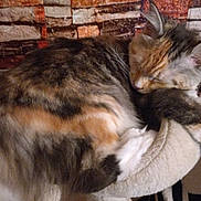 Diva a rejoint le concours — aidez-le/la à gagner de superbes lots ! cat, sleeping, feline, pet, fur, cozy, indoor, resting, paw, ear, whiskers, tabby, long_hair, animal, cute, relaxation, furniture, texture, background, calm