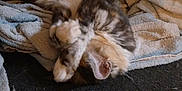 Diva participe au concours pour gagner de l'argent avec cette photo : cat, fluffy, towel, rug, indoor, resting, paws, covering_face, relaxed, feline, pet, cozy, sleeping, fur, animal, cute, home, domestic, comfort, playful