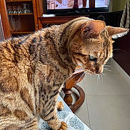 Howard a rejoint le concours — aidez-le/la à gagner de superbes lots ! animal, cat, curtain, cushion, domestic_cat, floor, furniture, glassware, home, indoor, lap, patterned_fur, person, pet, relaxing, side_profile, tabby_cat, television, whiskers, wooden_table