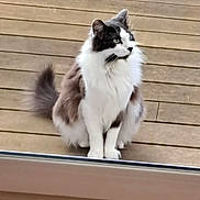 Senpai a rejoint le concours — aidez-le/la à gagner de superbes lots ! cat, fluffy, black_and_white, sitting, wooden_deck, outdoor, pet, feline, whiskers, tail, green_eyes, fur, domestic_animal, animal, cute, alert, side_view, nature, daylight, quiet
