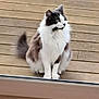 cat, fluffy, black_and_white, sitting, wooden_deck, outdoor, pet, feline, whiskers, tail, green_eyes, fur, domestic_animal, animal, cute, alert, side_view, nature, daylight, quiet