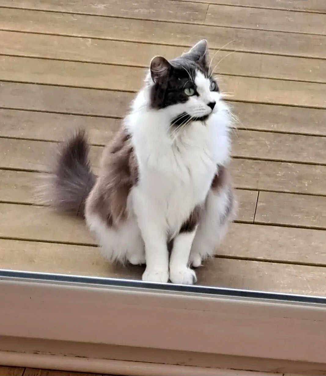 Senpai a rejoint le concours — aidez-le/la à gagner de superbes lots ! cat, fluffy, black_and_white, sitting, wooden_deck, outdoor, pet, feline, whiskers, tail, green_eyes, fur, domestic_animal, animal, cute, alert, side_view, nature, daylight, quiet