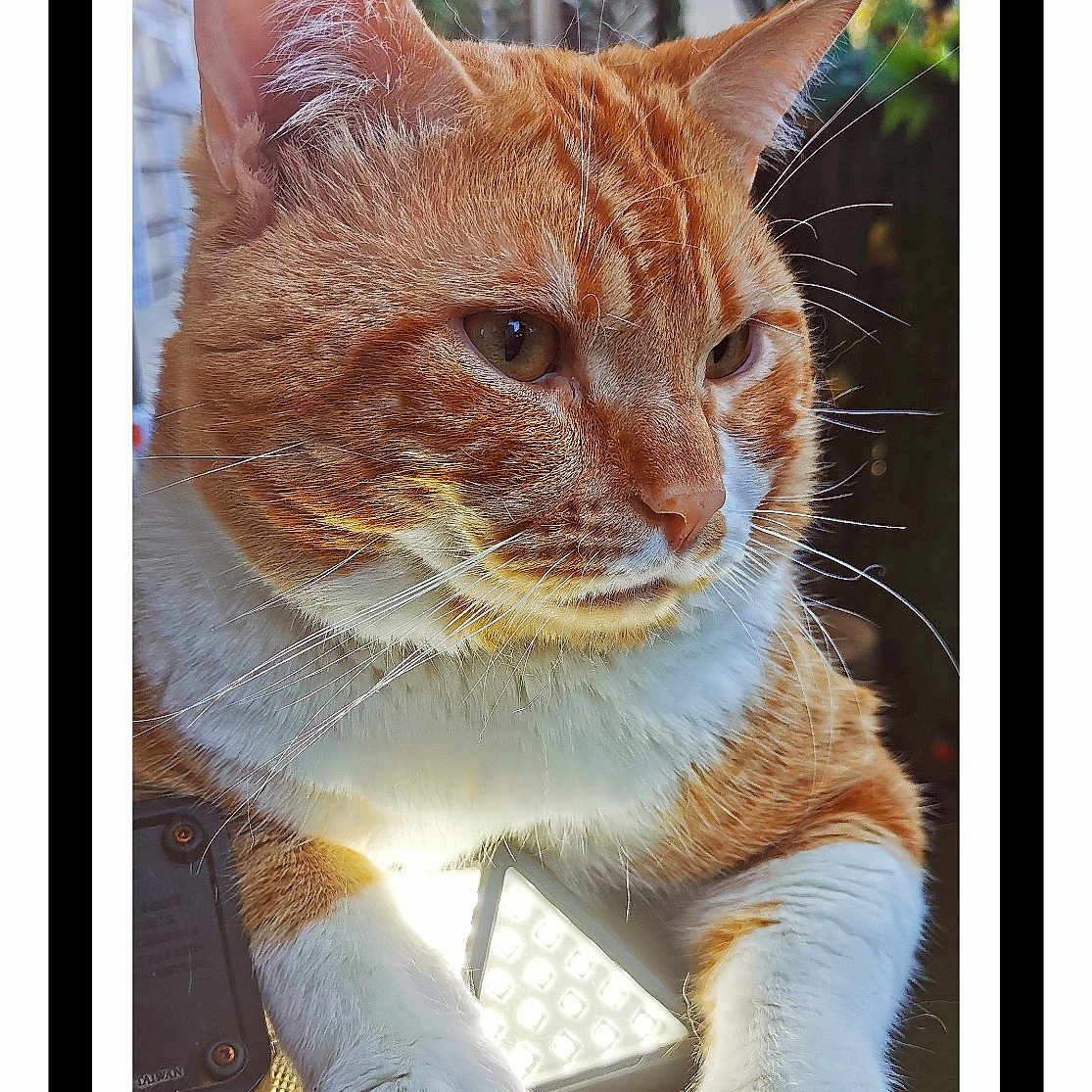 Dyego a rejoint le concours — aidez-le/la à gagner de superbes lots ! abyssinian, accessories, animal, cat, computer, computerhardware, computerkeyboard, electronics, hardware, hardwood, kitten, laptop, manx, pc, pet, screen, strap, wood