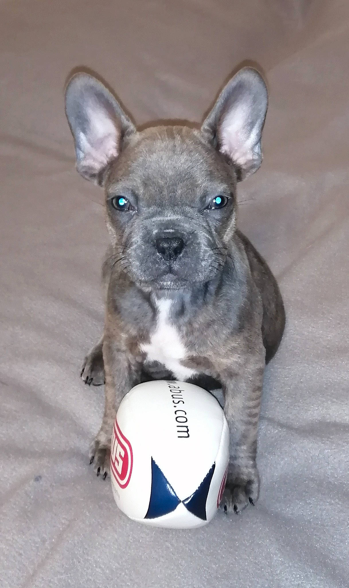 Sony a rejoint le concours — aidez-le/la à gagner de superbes lots ! ball, canidae, carnivore, collar, companion_dog, dog, dog_breed, dog_supply, ear, fawn, football, fur, grey, snout, soccer_ball, sporting_group, terrestrial_animal, terrier, whiskers, working_animal