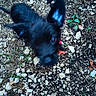 Niji participe au concours pour gagner de l'argent avec cette photo : adventure, animal, black_cat, cat, closeup, collar, fluffy, forest_floor, furry, gravel, leaves, long_hair, nature, outdoor, pet, pink_collar, plants, rocky_ground, stones, top_view