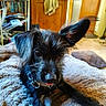 Niji participe au concours pour gagner de l'argent avec cette photo : black_dog, blanket, bookshelf, close_up, collar, cozy, dog, floppy_ears, fluffy, home, indoors, large_ears, lying_down, pet, portrait, puppy, scruffy, sitting, tongue, wooden_furniture