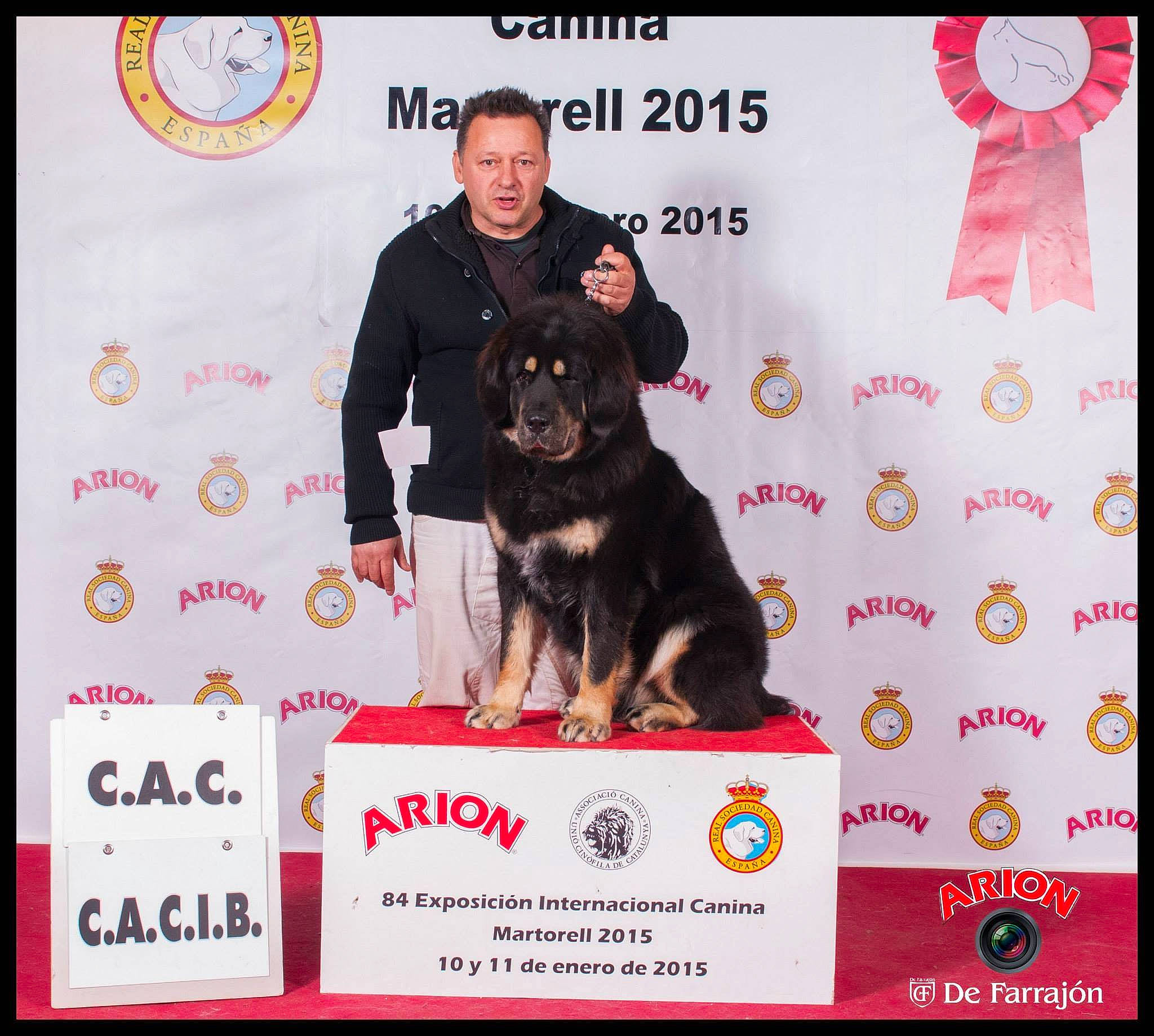 Ika participe au concours pour gagner de l'argent avec cette photo : advertising, carnivoran, dog, dog_breed, dog_breed_group, dog_like_mammal, mammal, person, puppy, vertebrate, vulnerable_native_breeds