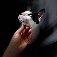 Mimi participe au concours pour gagner de l'argent avec cette photo : cat, black_and_white, hand, pet, close_up, chin_rub, animal, feline, indoor, portrait, whiskers, fur, looking_up, gentle_touch, domestic_cat, calm, soft_light, human_hand, black_background, intimate_moment