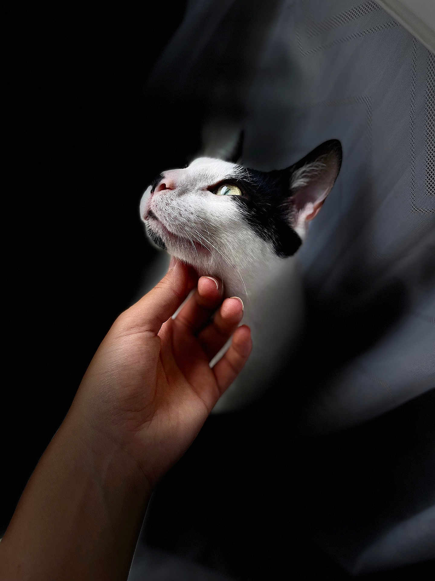 Mimi participe au concours pour gagner de l'argent avec cette photo : cat, black_and_white, hand, pet, close_up, chin_rub, animal, feline, indoor, portrait, whiskers, fur, looking_up, gentle_touch, domestic_cat, calm, soft_light, human_hand, black_background, intimate_moment