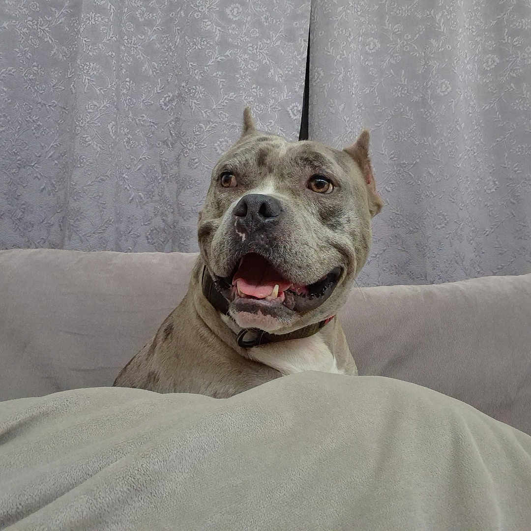 Bhandit joined the competition — help win amazing prizes! animal, blanket, canine, collar, comfort, couch, curtains, dog, domestic, ears, face, fur, happy, indoor, mouth_open, pattern, pet, relaxation, seated, smiling