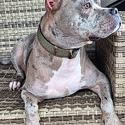 Bhandit is registered to the contest to win money with this photo: dog, canine, pet, brindle, collar, outdoor, chair, woven_chair, furniture, texture, relaxed, alert, side_view, paw, ears, fur, animal, domestic_animal, resting, portrait