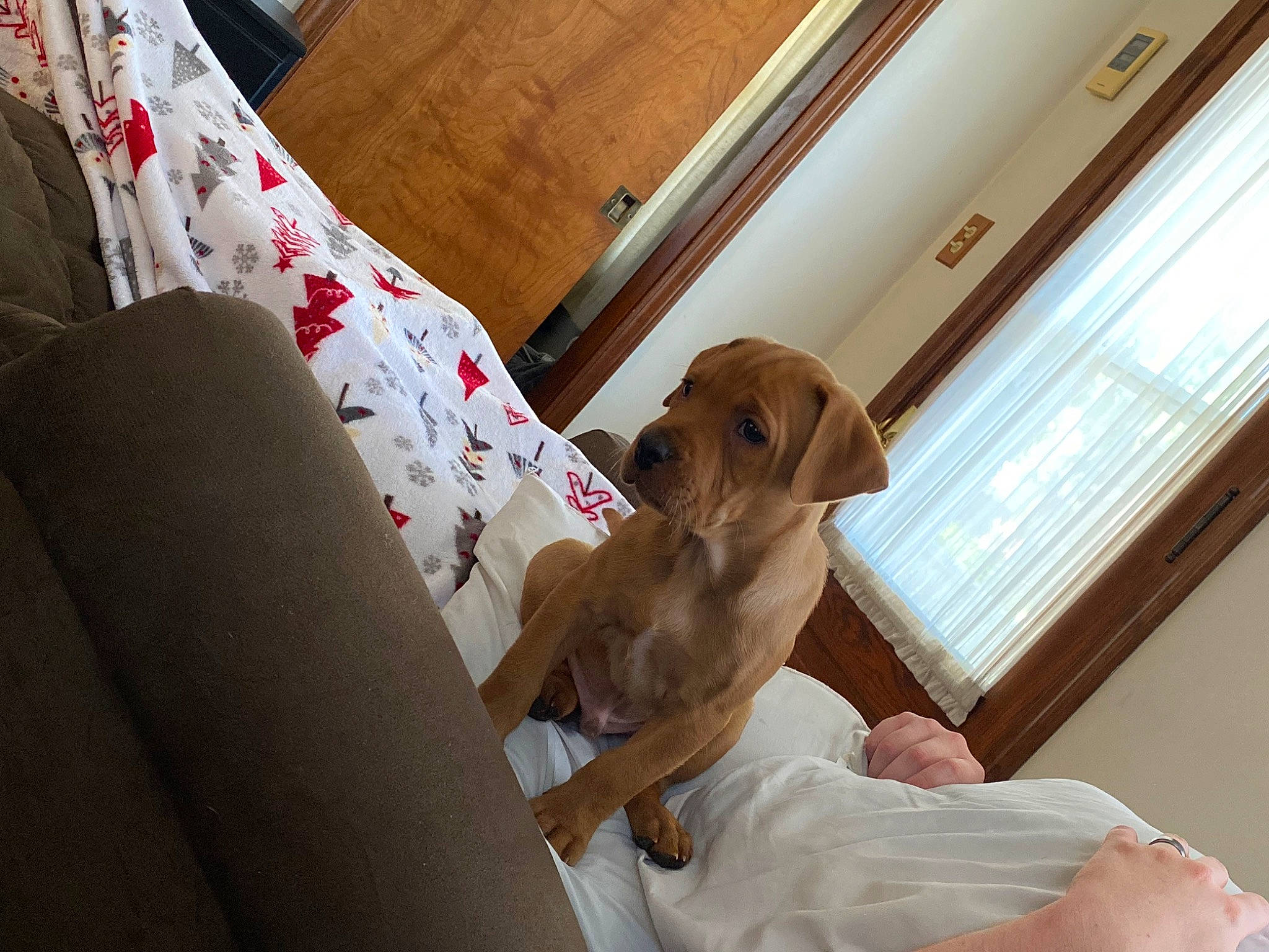 Scooby is registered to the contest to win money with this photo: carnivore, comfort, companion_dog, couch, dog, dog_breed, fawn, flooring, fur, hardwood, human_leg, linens, liver, mammal, room, snout, sporting_group, window, wood, working_animal