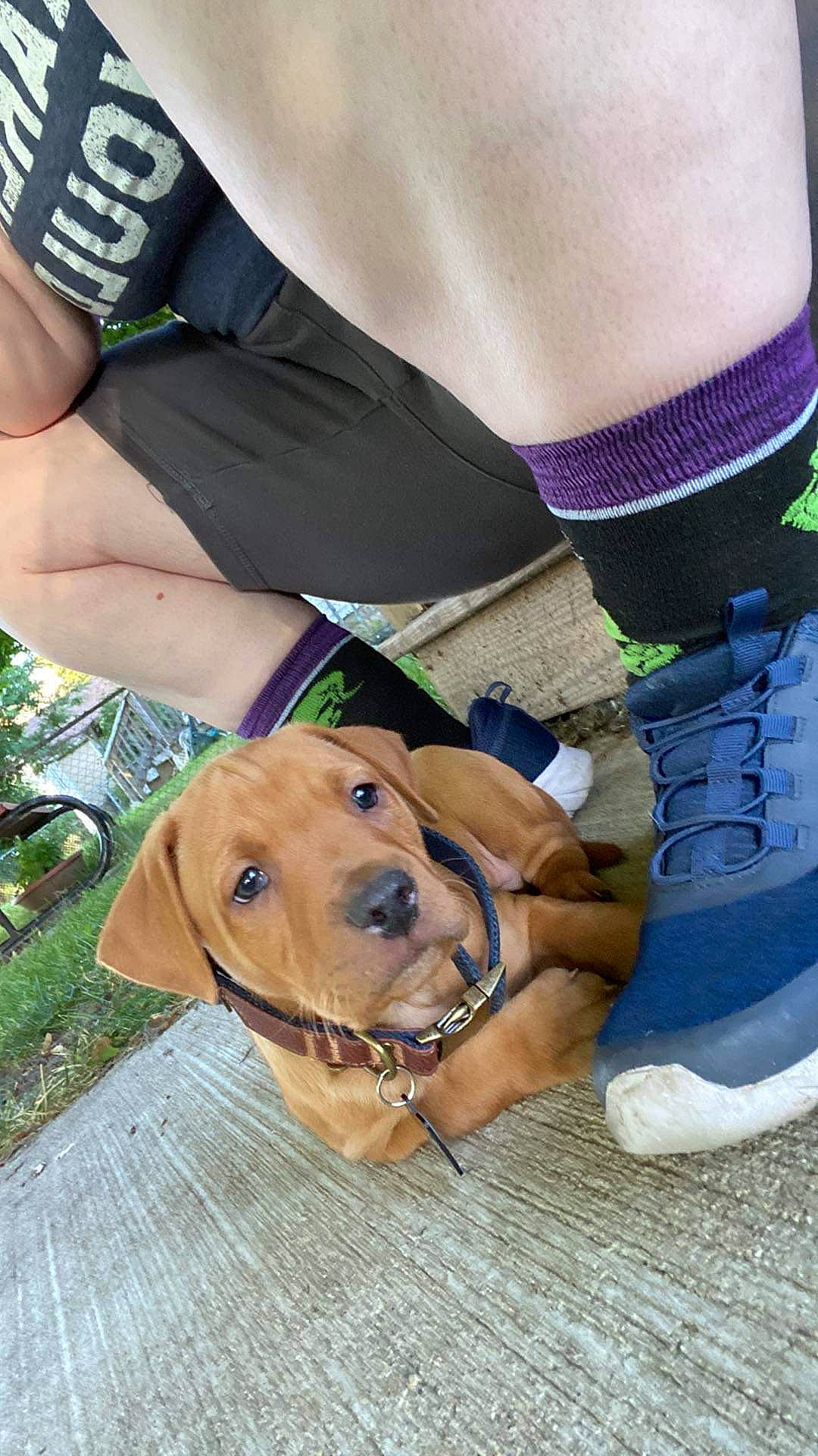 Scooby is registered to the contest to win money with this photo: carnivore, collar, companion_dog, dog, dog_breed, dog_collar, dog_supply, fashion_accessory, fawn, grass, human_leg, leash, personal_protective_equipment, pet_supply, snout, sporting_group, street_fashion, sunglasses, working_animal, wrist