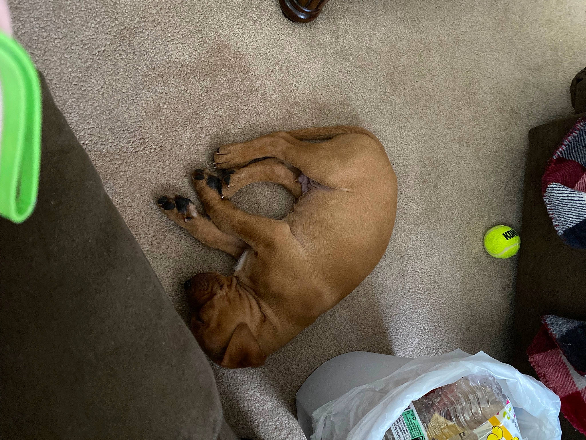 Scooby joined the competition — help win amazing prizes! abdomen, canidae, comfort, companion_dog, dog, fawn, finger, flooring, foot, hardwood, human_leg, knee, linens, nail, paw, room, thigh, vertebrate, wood, wrist