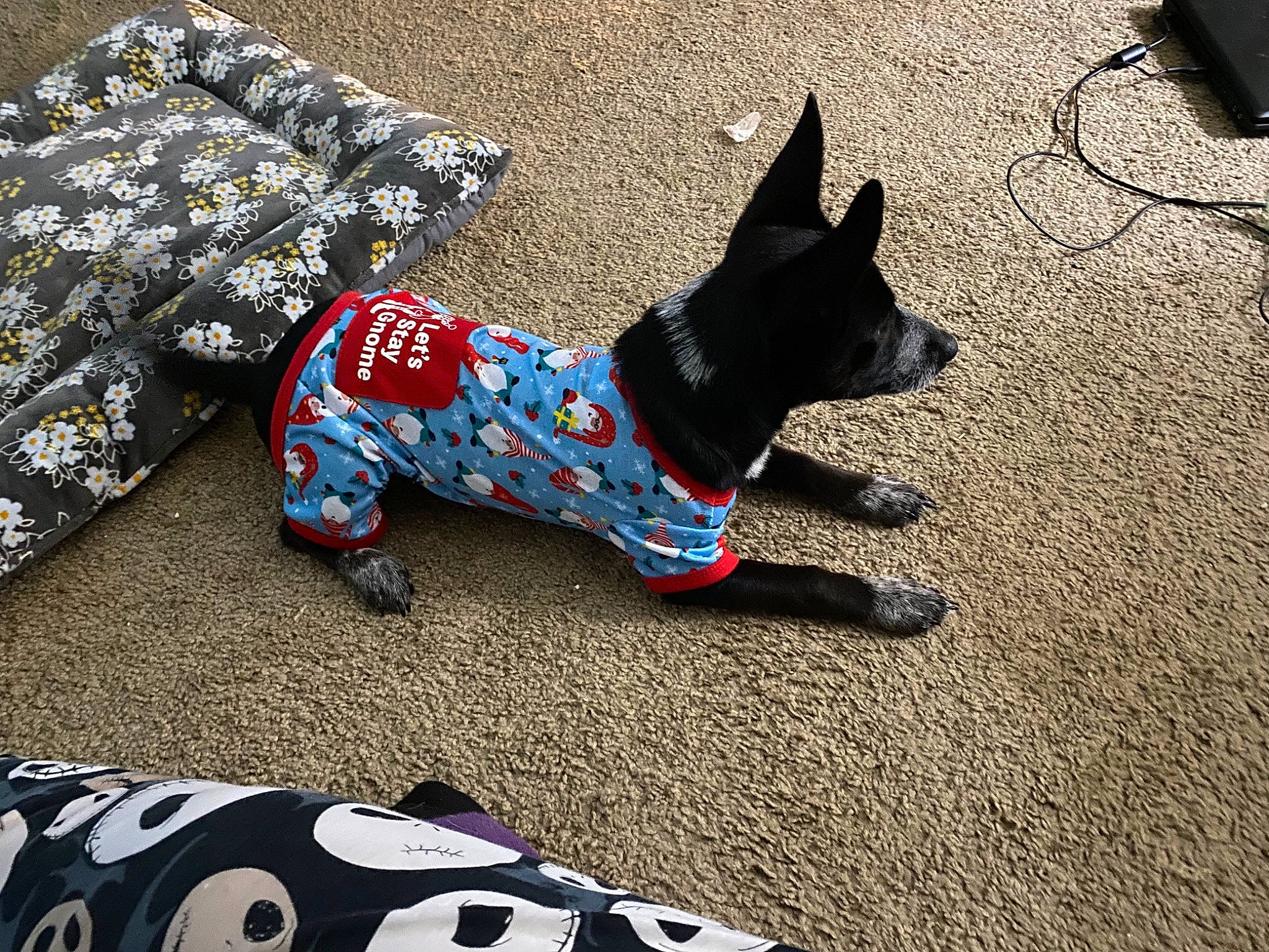 Lavender joined the competition — help win amazing prizes! art, black, carmine, carnivore, collar, companion_dog, dog, dog_breed, dog_supply, electric_blue, fashion_accessory, flooring, font, grass, pattern, rectangle, sporting_group, tail, white, working_animal