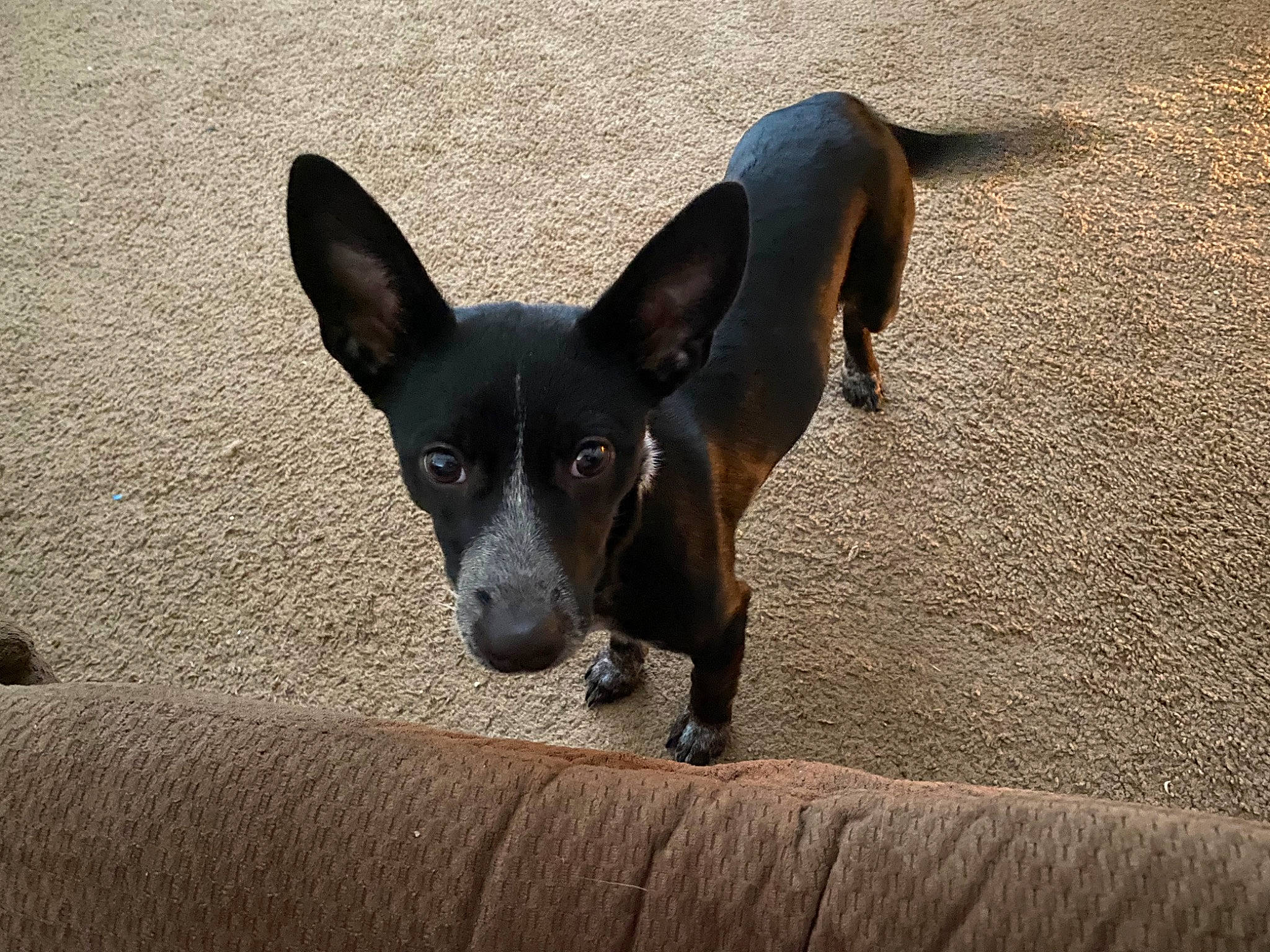 Lavender joined the competition — help win amazing prizes! canidae, carnivore, chihuahua, companion_dog, corgi_chihuahua, dog, dog_breed, ear, eye, fawn, non_sporting_group, paw, russkiy_toy, shadow, snout, sporting_group, terrestrial_animal, toy_dog, whiskers, working_animal