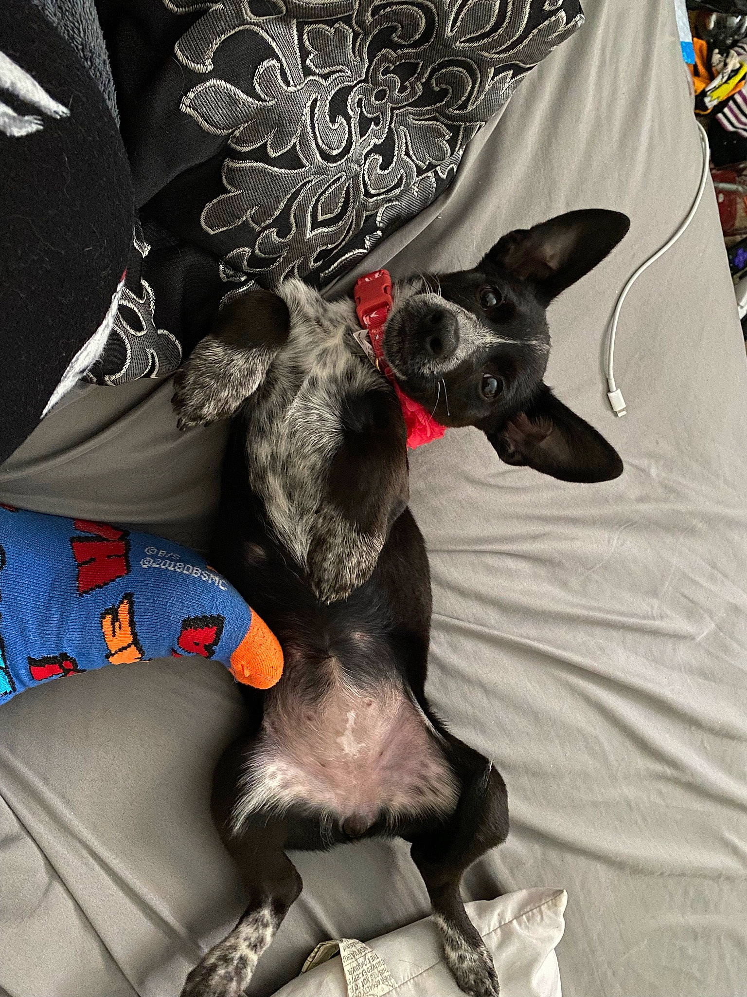 Lavender joined the competition — help win amazing prizes! black, canidae, carmine, carnivore, collar, comfort, companion_dog, dog, dog_breed, dog_collar, dog_supply, ear, fawn, grey, paw, snout, sporting_group, toy_dog, whiskers, working_animal