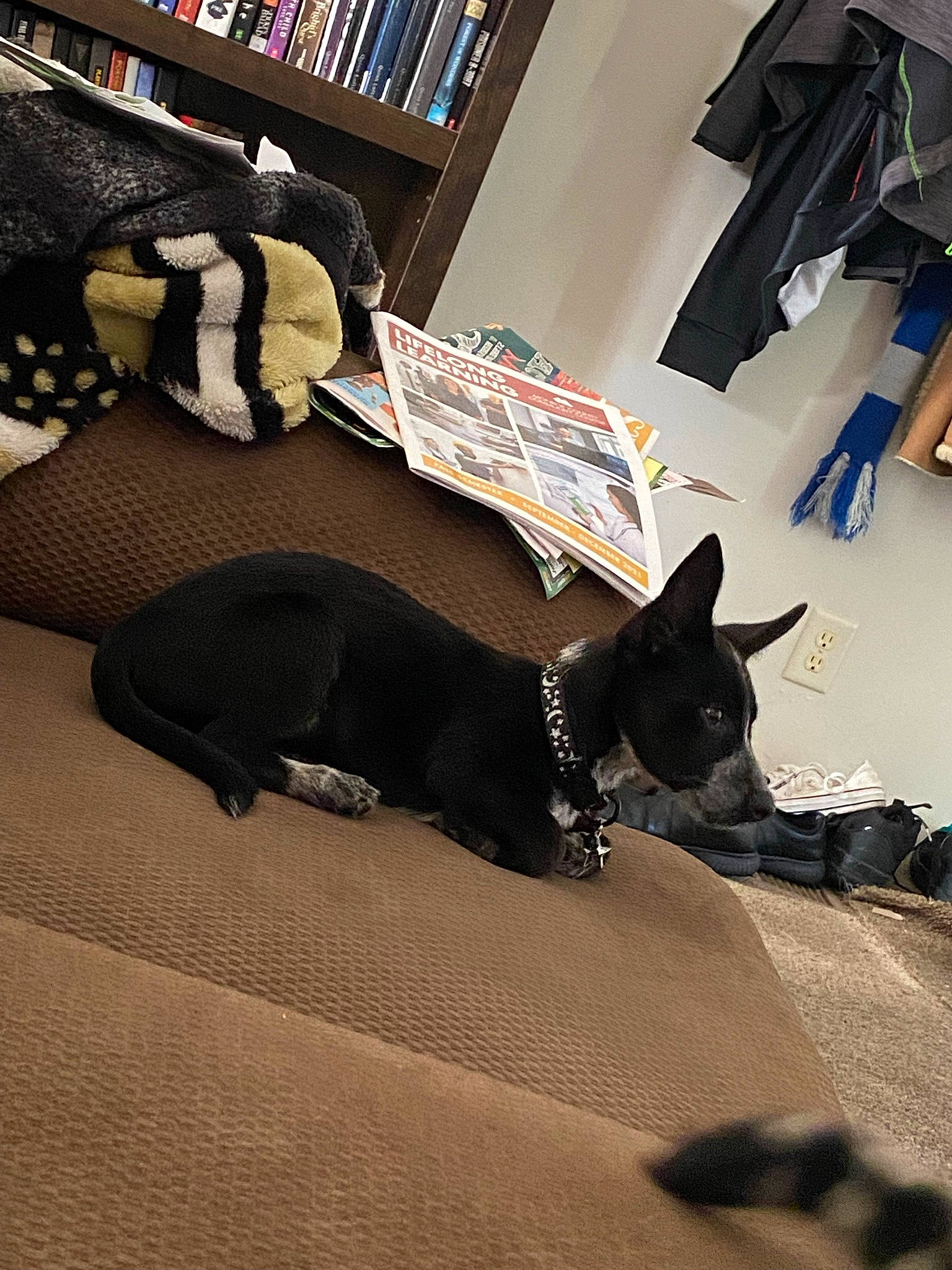 Lavender joined the competition — help win amazing prizes! bookcase, carnivore, comfort, companion_dog, dog, dog_breed, felidae, floor, flooring, grey, hardwood, linens, publication, shelf, shelving, small_to_medium_sized_cats, tail, whiskers, wood, working_animal