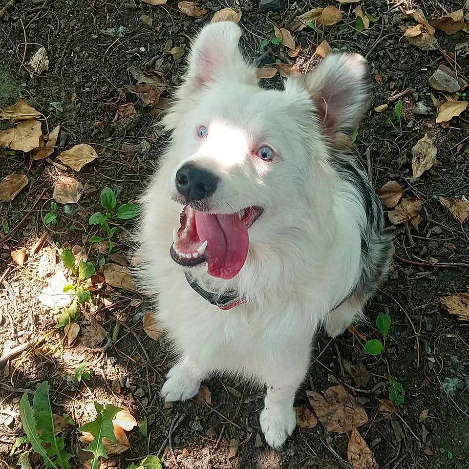 Rosie joined the competition — help win amazing prizes! animal, black_markings, canine, close_up, daylight, dog, ears_up, forest_floor, fur, ground, happy, leaves, nature, outdoor, pet, playful, sitting, sunlight, tongue_out, white_dog