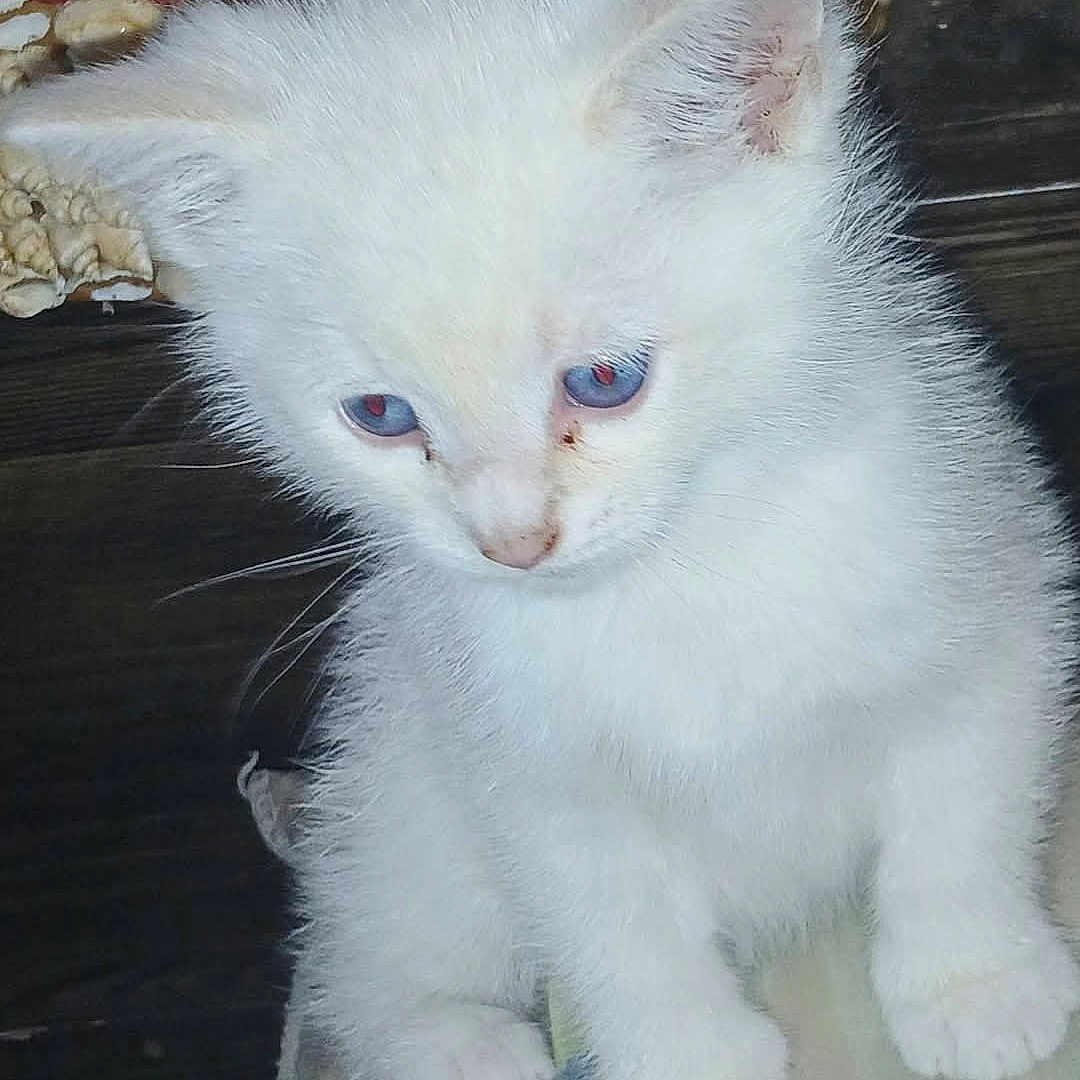Casper joined the competition — help win amazing prizes! animal, blue_eyes, cat, close_up, curious, cute, domestic_animal, feline, fluffy, fur, indoor, kitten, paw, pet, portrait, small, soft, whiskers, white_fur, young