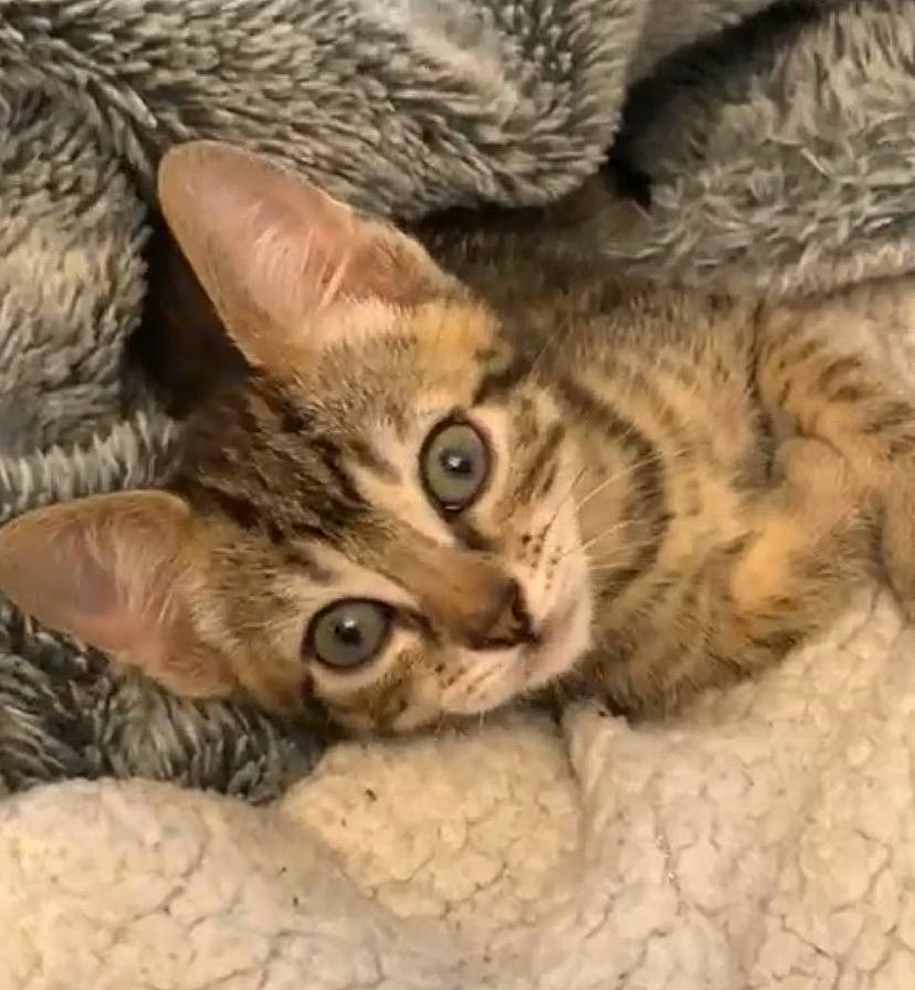 Maurice a rejoint le concours — aidez-le/la à gagner de superbes lots ! carnivore, cat, claw, close_up, comfort, domestic_short_haired_cat, ear, eye, felidae, fur, paw, small_to_medium_sized_cats, snout, terrestrial_animal, whiskers, wildlife