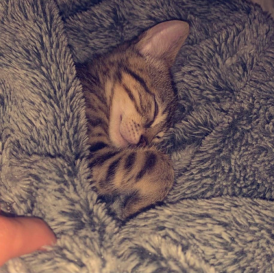 Maurice a rejoint le concours — aidez-le/la à gagner de superbes lots ! carnivore, cat, close_up, cloud, comfort, domestic_short_haired_cat, felidae, fur, grey, linens, meteorological_phenomenon, mountain, pattern, paw, sky, small_to_medium_sized_cats, snout, tail, textile, whiskers