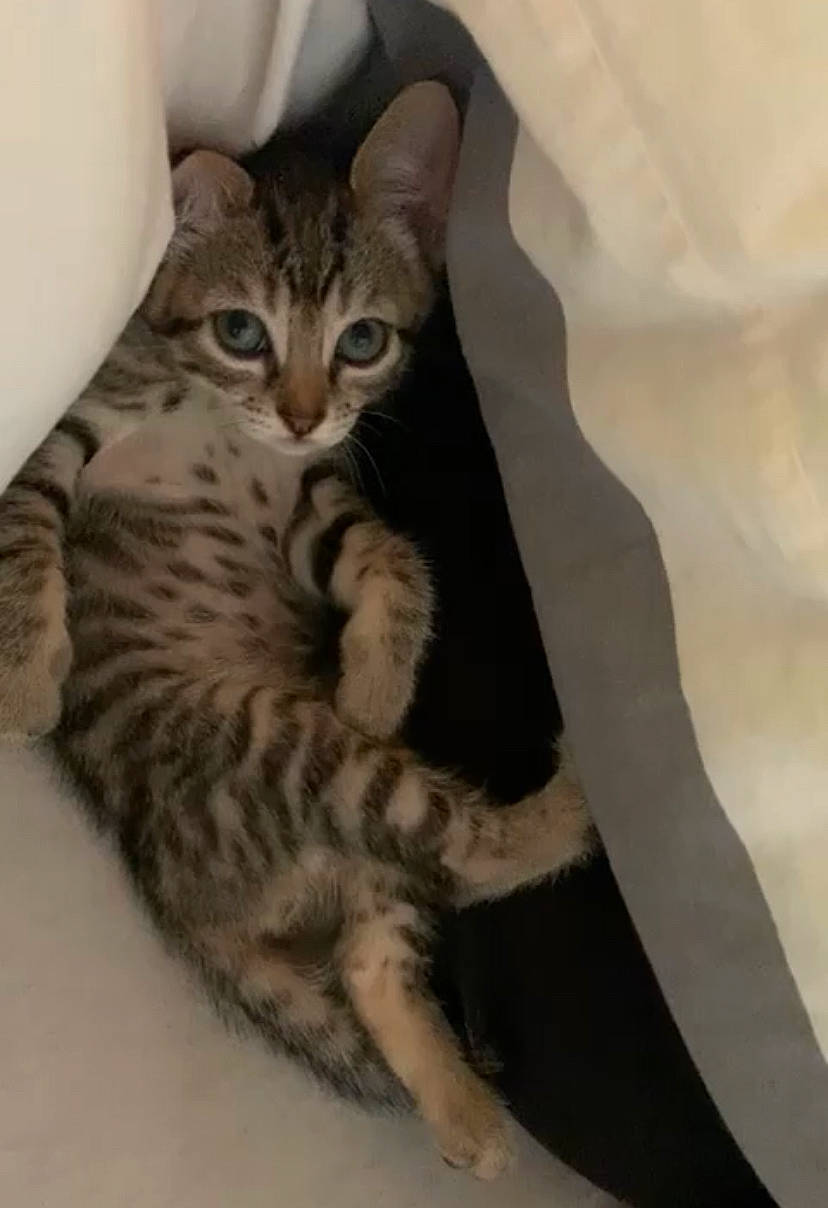 Maurice a rejoint le concours — aidez-le/la à gagner de superbes lots ! carnivore, cat, cat_bed, claw, comfort, domestic_short_haired_cat, door, felidae, foot, fur, paw, small_to_medium_sized_cats, snout, tail, terrestrial_animal, whiskers