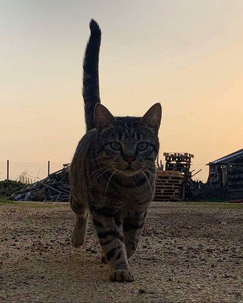 Courmayeur participe au concours pour gagner de l'argent avec cette photo : carnivore, cat, domestic_short_haired_cat, eye, fawn, felidae, fur, grass, landscape, sand, sitting, sky, small_to_medium_sized_cats, snout, soil, tail, terrestrial_animal, whiskers, wildlife, wood