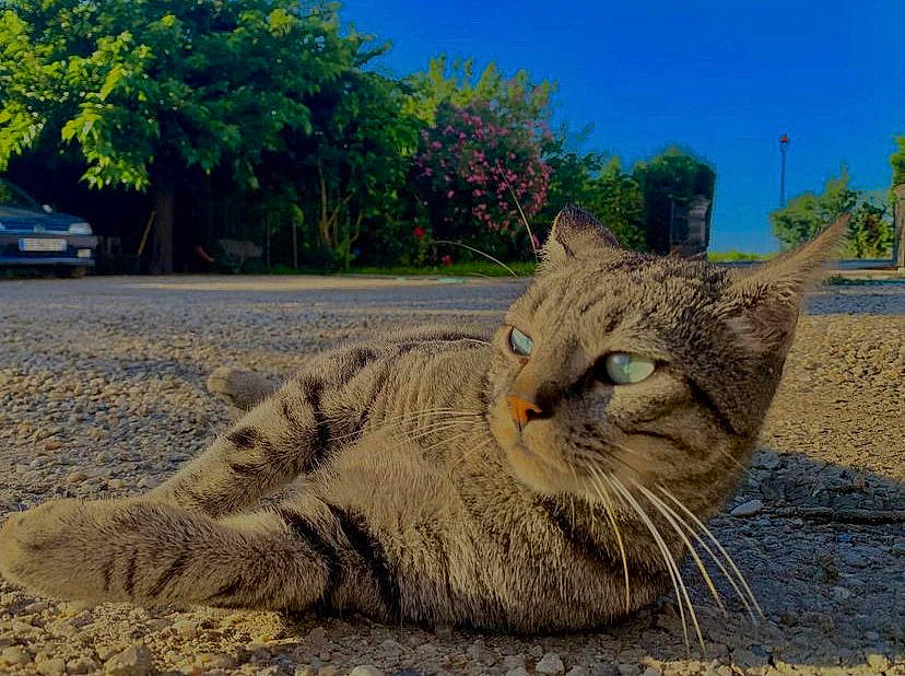 Courmayeur a rejoint le concours — aidez-le/la à gagner de superbes lots ! carnivore, cat, domestic_short_haired_cat, eye, fawn, felidae, fur, grass, plant, sky, small_to_medium_sized_cats, snout, soil, tail, terrestrial_animal, tire, tree, wheel, whiskers, wood