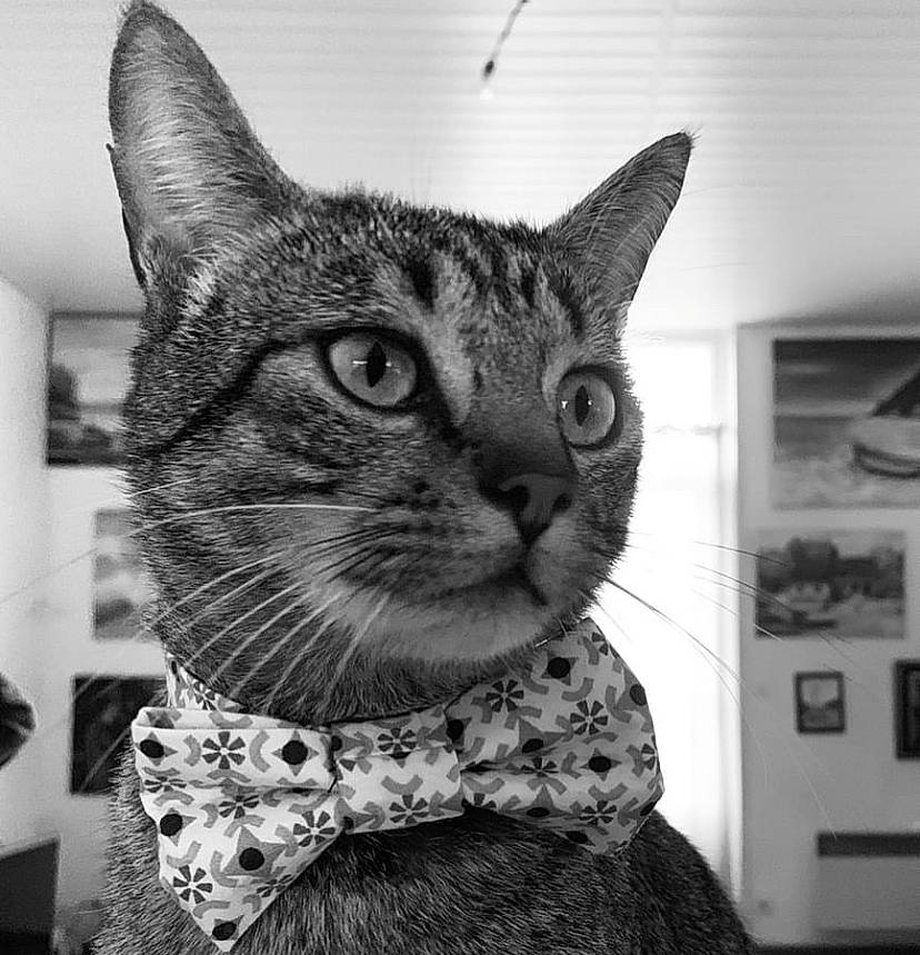 Courmayeur a rejoint le concours — aidez-le/la à gagner de superbes lots ! beauty, black, black_and_white, carnivore, cat, domestic_short_haired_cat, ear, eye, felidae, fur, grey, monochrome, monochrome_photography, pattern, paw, small_to_medium_sized_cats, snout, stock_photography, style, whiskers