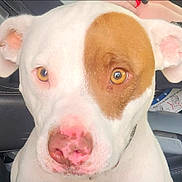 Lincoln is registered to the contest to win money with this photo: dog, white_dog, brown_patch, dog_face, close_up, pet, animal, car_interior, seat, amber_eyes, pink_nose, ears, canine, looking_at_camera, portrait, domestic_animal, fur, sitting, vehicle, companion