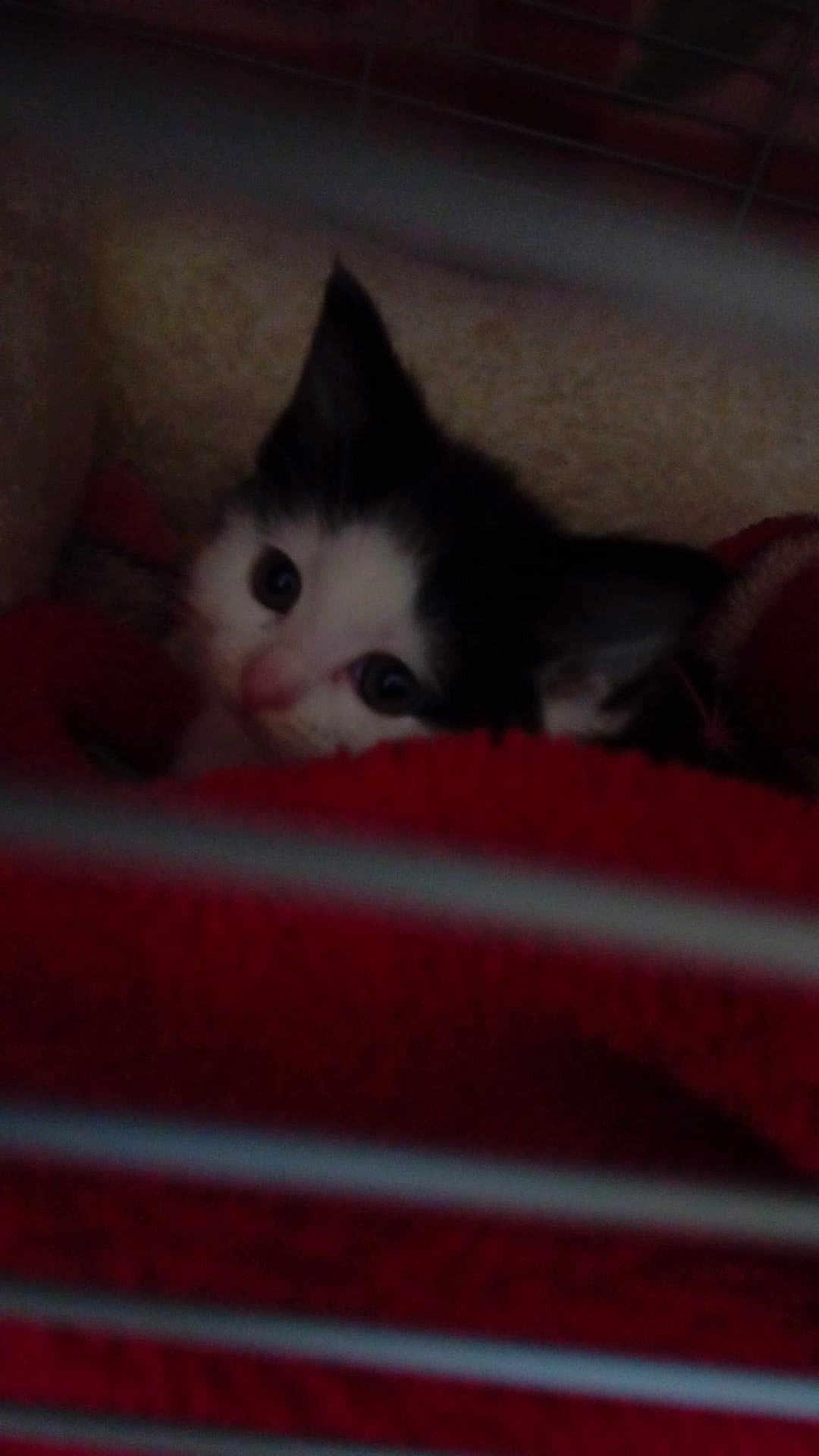 Mimi is registered to the contest to win money with this photo: kitten, cat, black_and_white, blanket, cage, pet, animal, fur, ears, face, eyes, indoor, cozy, soft, resting, cute, small, young, feline, curious