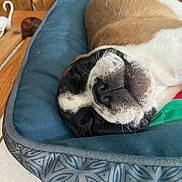 Bianca a rejoint le concours — aidez-le/la à gagner de superbes lots ! dog, sleeping, pet_bed, blue_cushion, brown_and_white_fur, wooden_floor, indoor, relaxation, close_up, face, resting, animal, cute, domestic_animal, home, figurine, white_cat_figurine, napping, cozy, quiet
