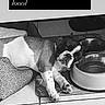 dog, sleeping, food_bowl, water_bowl, floor, tile, pet, resting, indoor, black_and_white, mat, cute, animal, canine, companion, tired, domestic, laying_down, dog_bed, funny_text