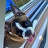 dog, puppy, outdoor, hammock, striped, brown, white, black, tongue_out, happy, pet, animal, ears, playful, summer, resting, cute, smiling, closeup, nature