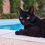 Chaton participe au concours pour gagner de l'argent avec cette photo : black_cat, cat, animal, pet, outdoor, pool, water, fur, whiskers, ears, eyes, alert, relaxed, closeup, nature, mammal, portrait, daylight, background_blur, resting