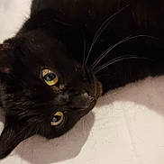 Chaton participe au concours pour gagner de l'argent avec cette photo : black_cat, cat, pet, animal, feline, yellow_eyes, whiskers, fur, laying_down, resting, indoor, closeup, portrait, curious, shadow, white_background, cute, domestic_cat, relaxed, soft_lighting