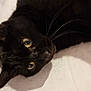 black_cat, cat, pet, animal, feline, yellow_eyes, whiskers, fur, laying_down, resting, indoor, closeup, portrait, curious, shadow, white_background, cute, domestic_cat, relaxed, soft_lighting