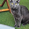 Shams a rejoint le concours — aidez-le/la à gagner de superbes lots ! alert, animal, artificial_grass, cat, domestic_cat, ears, eyes, feline, fur, gray_cat, green_grass, looking, metal_furniture, nature, outdoor, paw, pet, sitting, whiskers, wooden_furniture