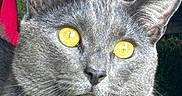 Shams participe au concours pour gagner de l'argent avec cette photo : alert, animal, cat, close_up, daylight, domestic_cat, ears, face, feline, fur, grass, gray_cat, mammal, nature, nose, outdoor, pet, portrait, whiskers, yellow_eyes