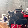 animal, artwork, cat, cozy, curious, decorative_skull, domestic_cat, floor, furniture, gray_cat, home_interior, indoor, paw, pet, red_table, relaxed, seated, speaker, stool, wall