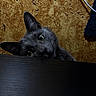 Shams a rejoint le concours — aidez-le/la à gagner de superbes lots ! animal, cat, close_up, curious, cute, dark_surface, domestic, ears, face, feline, gray_cat, head, indoor, looking, peeking, pet, texture, whiskers, wide_eyes, wooden_background