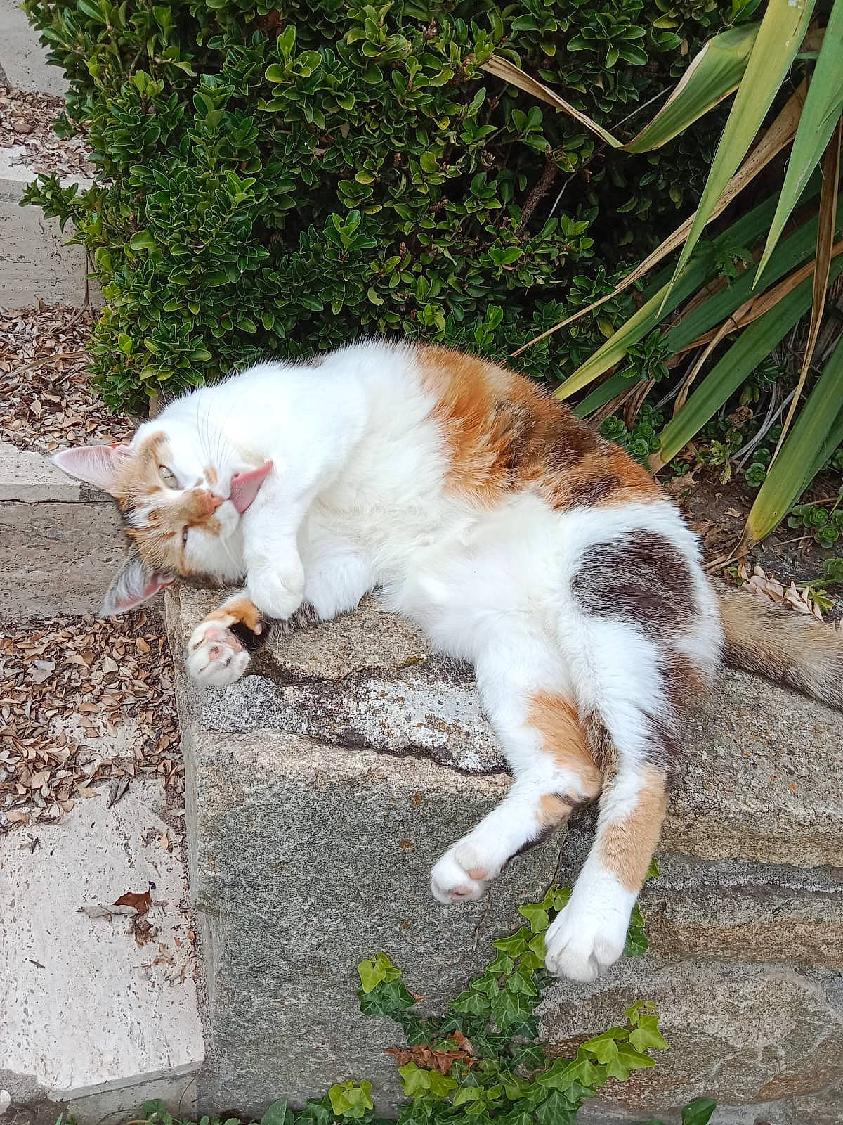 Pixie participe au concours pour gagner de l'argent avec cette photo : carnivore, cat, claw, domestic_short_haired_cat, eye, fawn, felidae, fur, grass, groundcover, leaf, paw, plant, road_surface, sitting, small_to_medium_sized_cats, snout, tail, terrestrial_animal, whiskers