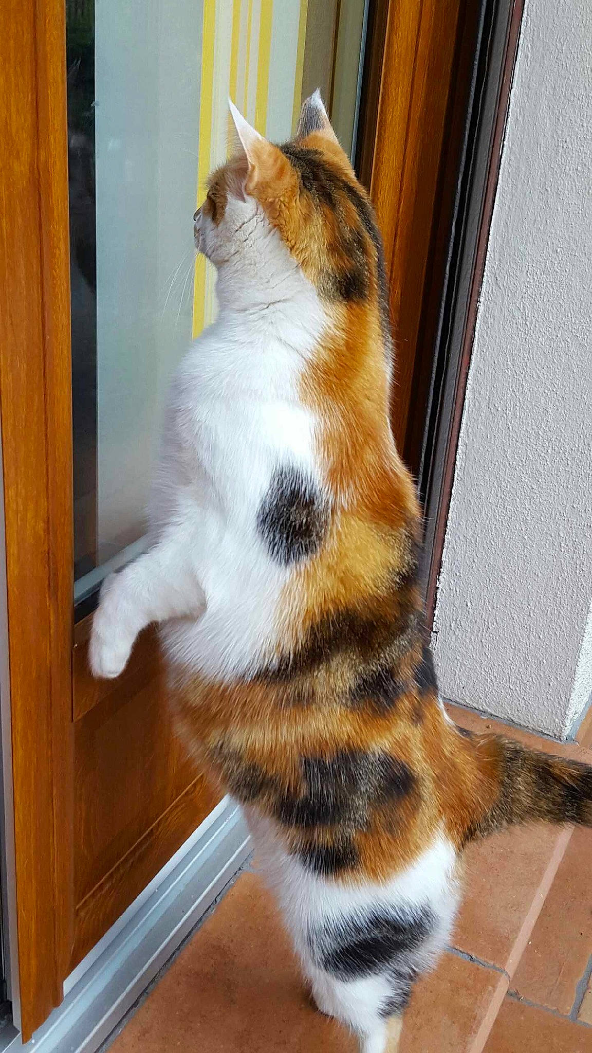 Pixie a rejoint le concours — aidez-le/la à gagner de superbes lots ! brown, carnivore, cat, domestic_short_haired_cat, door, fawn, felidae, floor, flooring, foot, fur, hardwood, paw, small_to_medium_sized_cats, snout, tail, terrestrial_animal, whiskers, window, wood