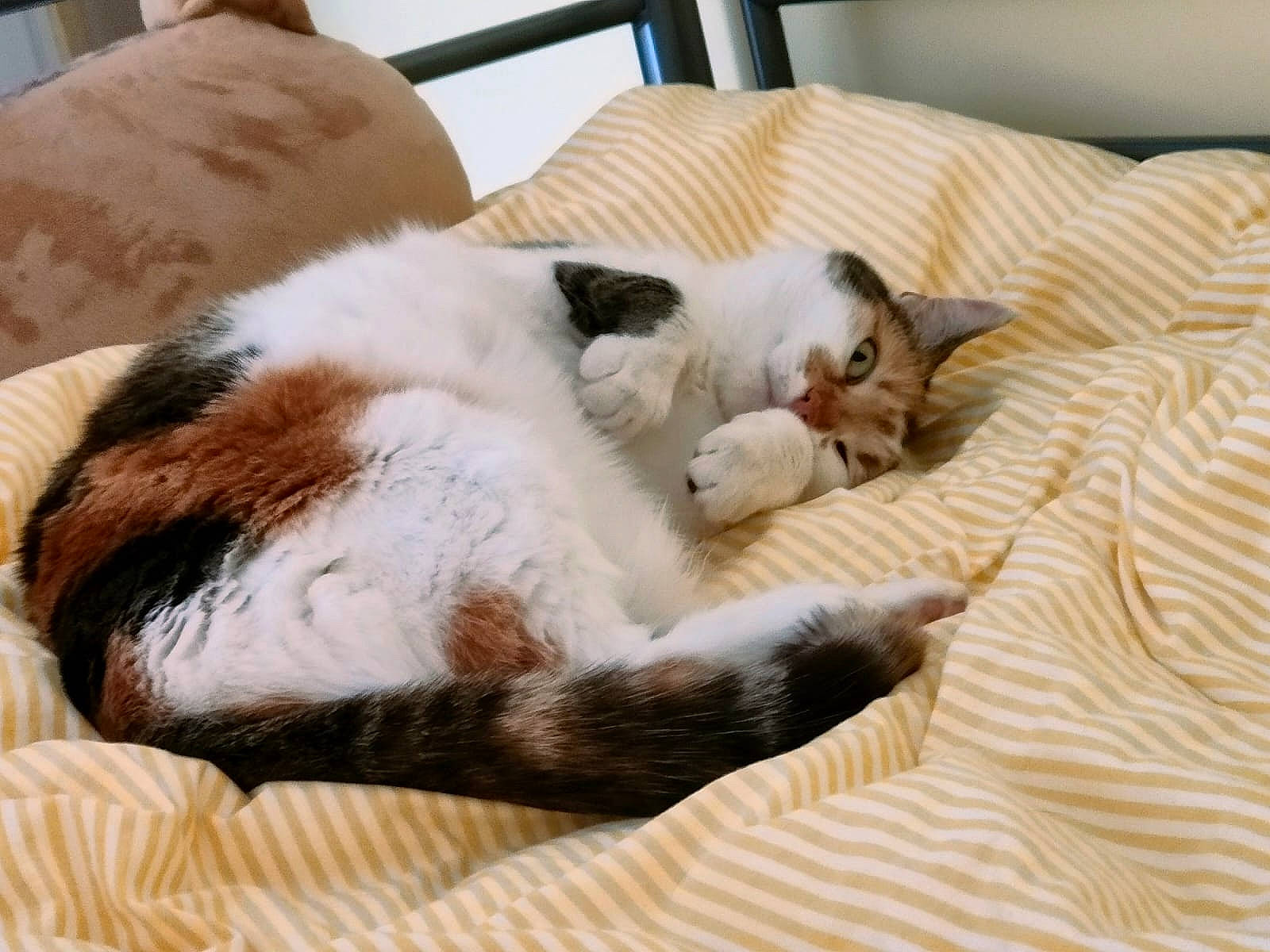 Pixie participe au concours pour gagner de l'argent avec cette photo : canidae, carnivore, cat, claw, comfort, companion_dog, domestic_short_haired_cat, fawn, felidae, fur, hardwood, linens, nap, paw, room, small_to_medium_sized_cats, snout, tail, whiskers, wood