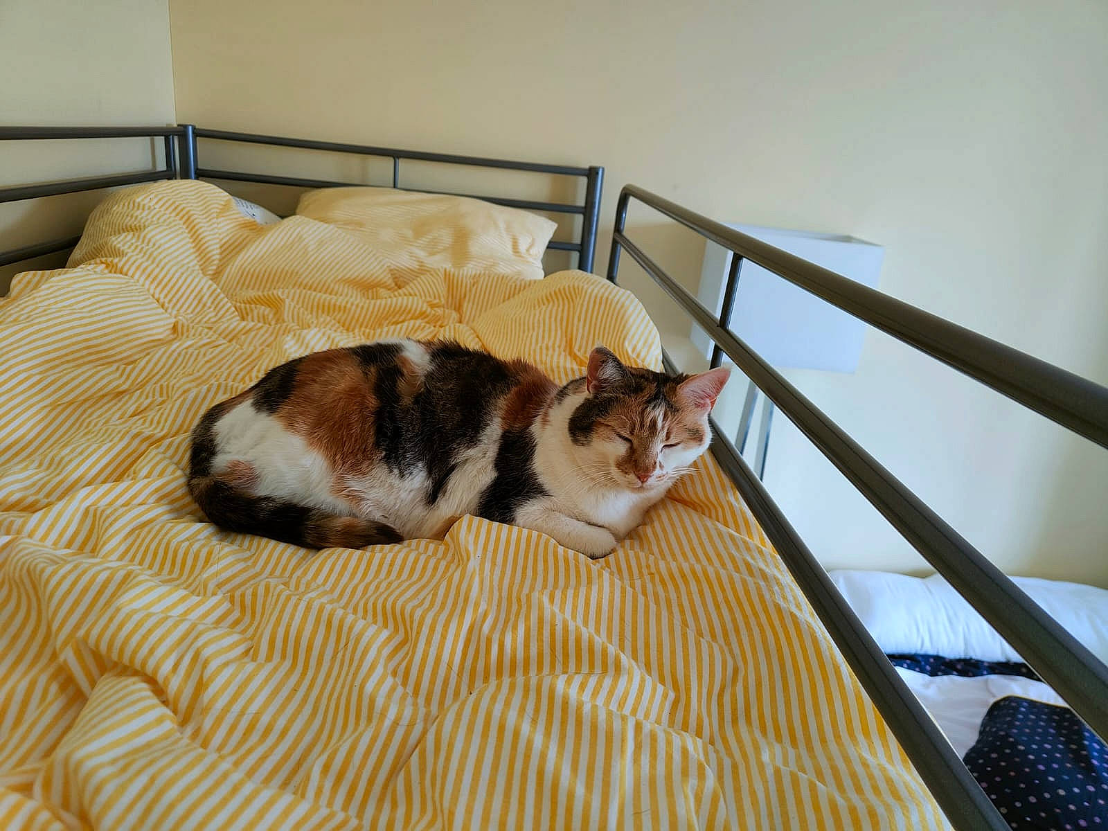 Pixie participe au concours pour gagner de l'argent avec cette photo : canidae, carnivore, cat, cat_supply, comfort, companion_dog, domestic_short_haired_cat, fawn, felidae, floor, flooring, fur, hardwood, room, small_to_medium_sized_cats, tail, terrestrial_animal, whiskers, wood, wood_flooring