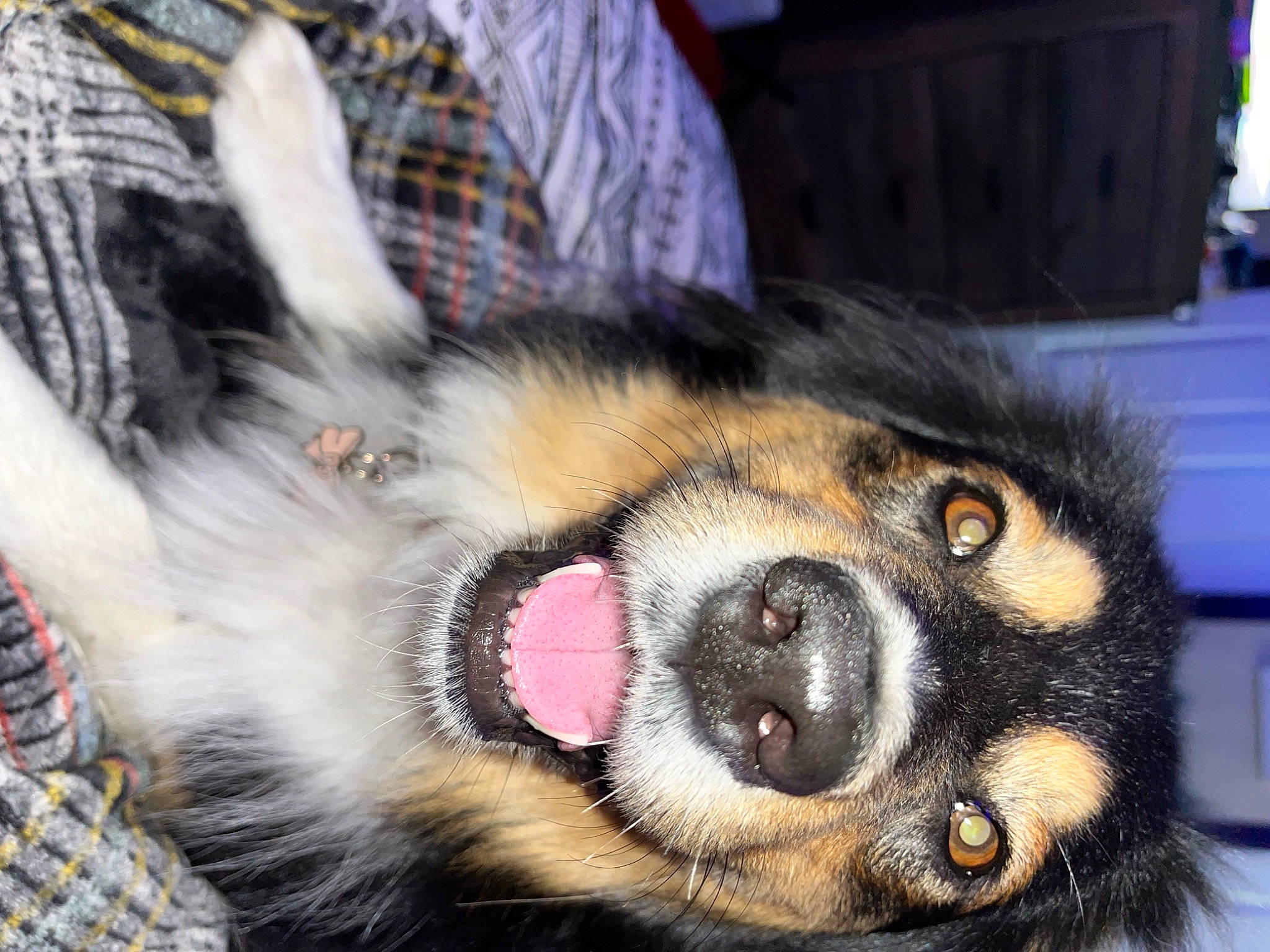 Daphne joined the competition — help win amazing prizes! canidae, carnivore, claw, companion_dog, dog, dog_breed, ear, eye, fawn, foot, fur, german_shepherd_dog, paw, puppy, snout, sporting_group, toe, whiskers, working_animal, working_dog